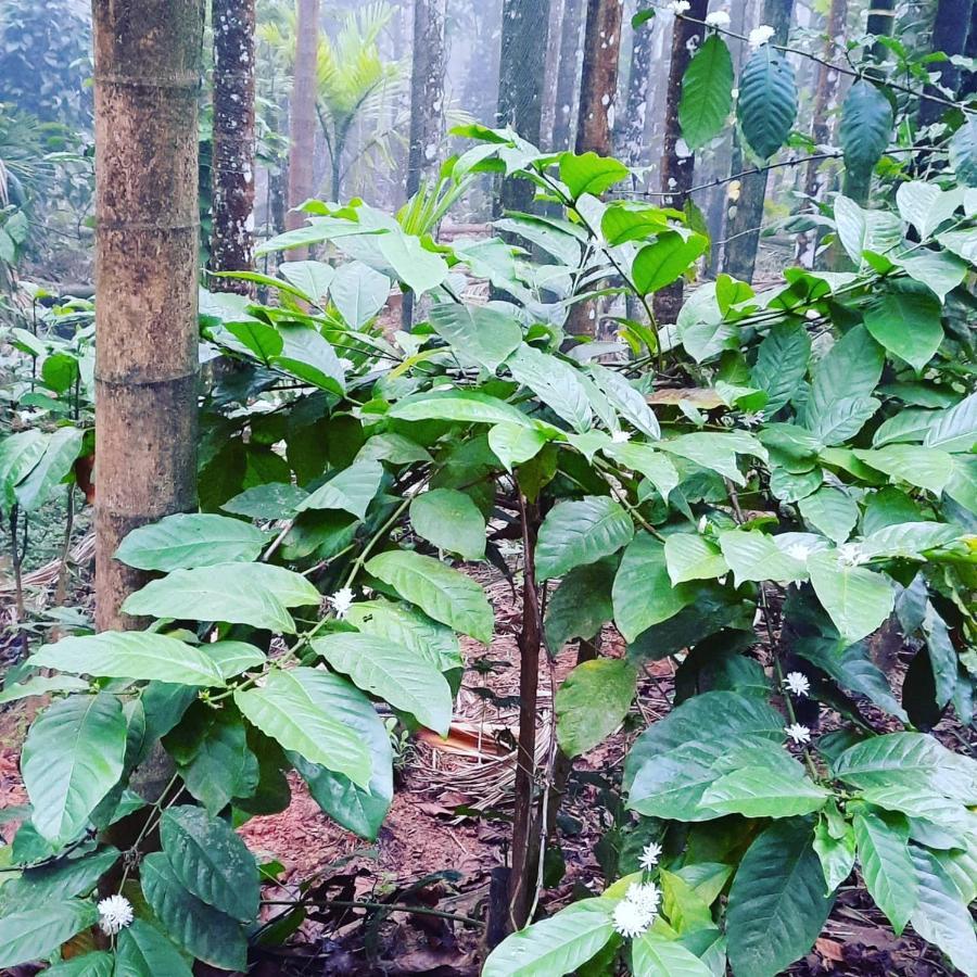 Hosamane Farm Inn Sringeri Luaran gambar