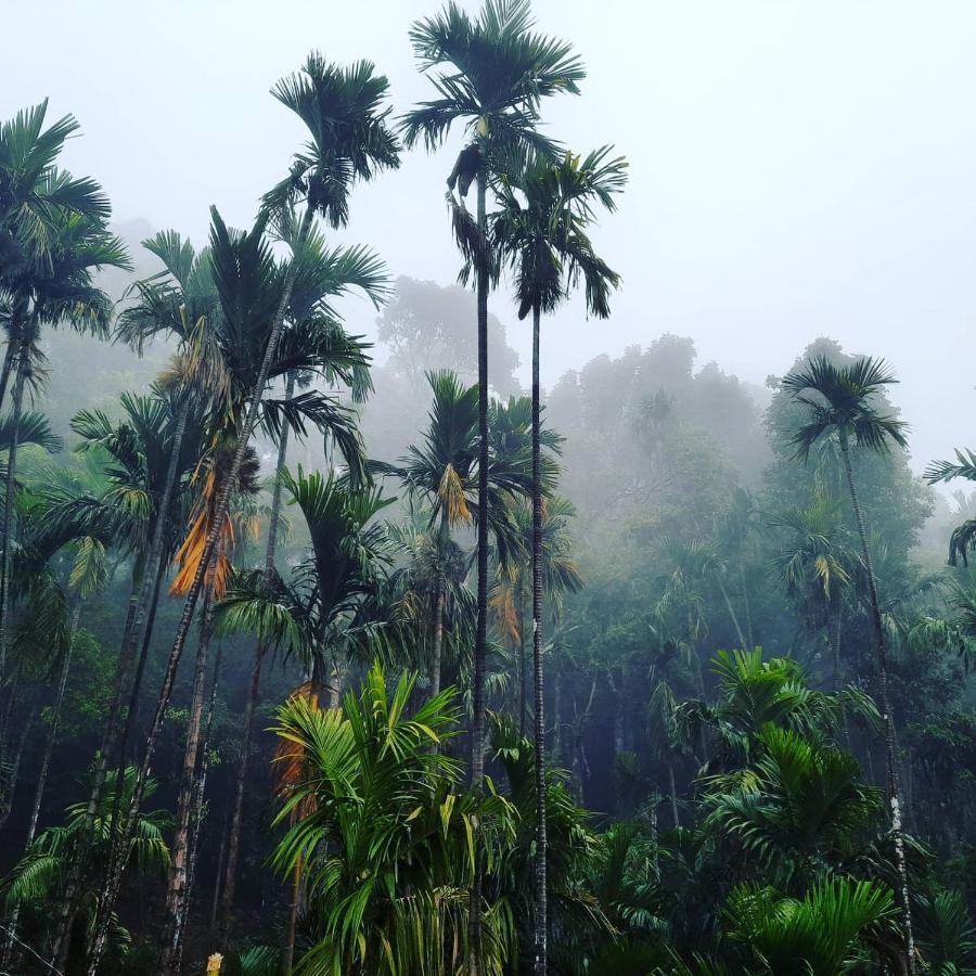 Hosamane Farm Inn Sringeri Luaran gambar